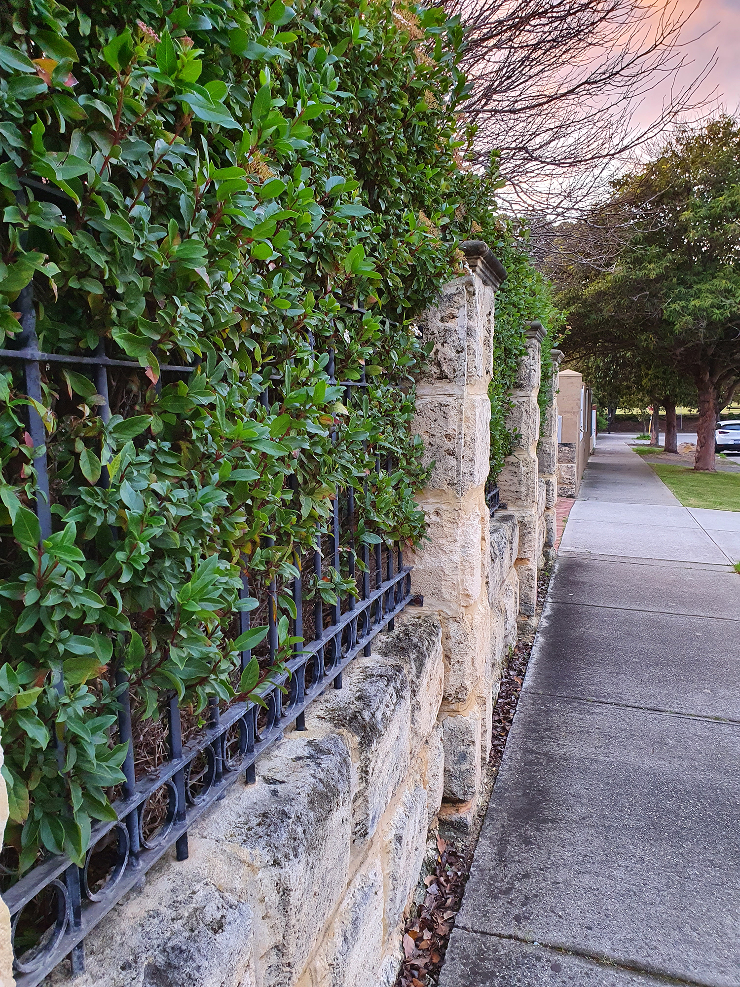 Stone and iron fence with green hedges along a sidewalk; trees and parked cars line the street under a pinkish sky.